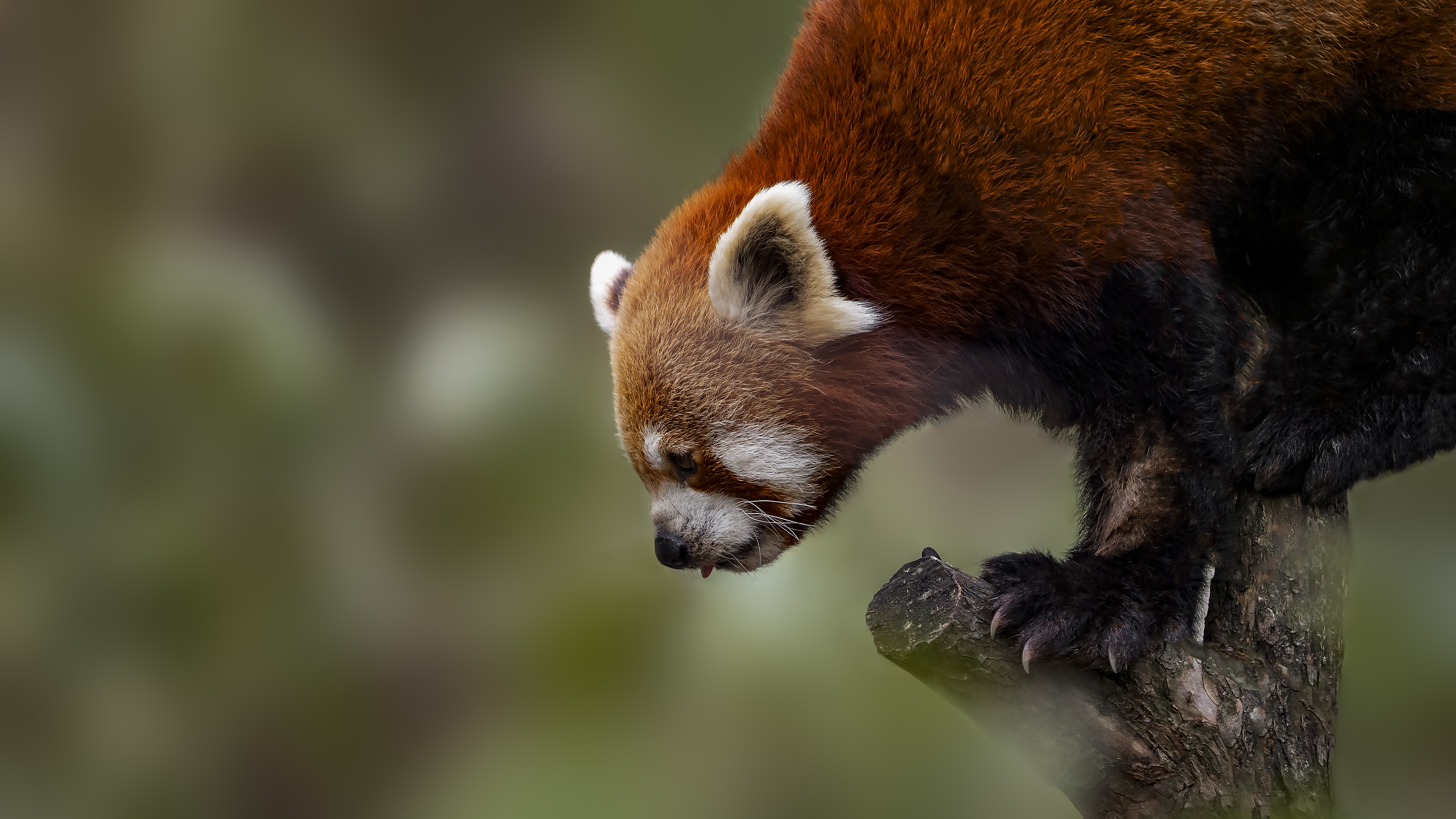 Redpanda2